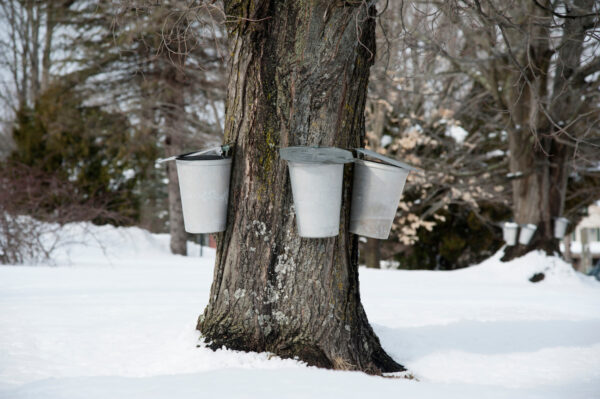 Traditional aluminum buckets collect sap from an old maple tree to be sued for making maple syrup and sugar in southern Maine.