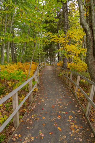 A path in the Rachel Carson Preserve