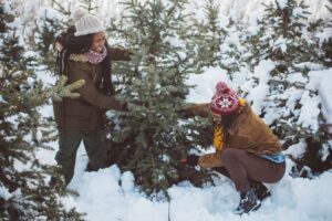 maine christmas tree farms featured image