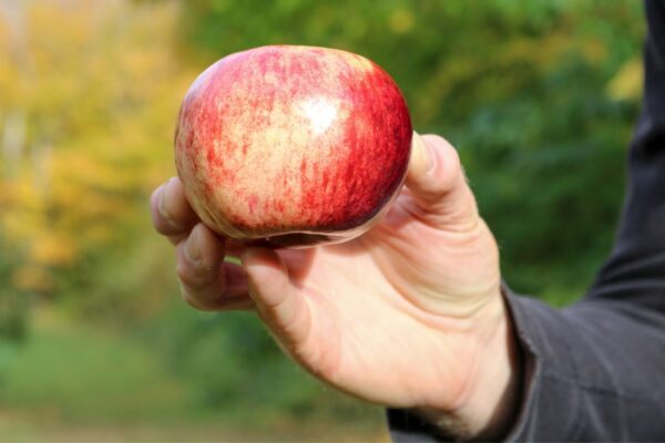 Favorite Spots for Southern Maine Apple Picking - Southern Maine on the Cheap