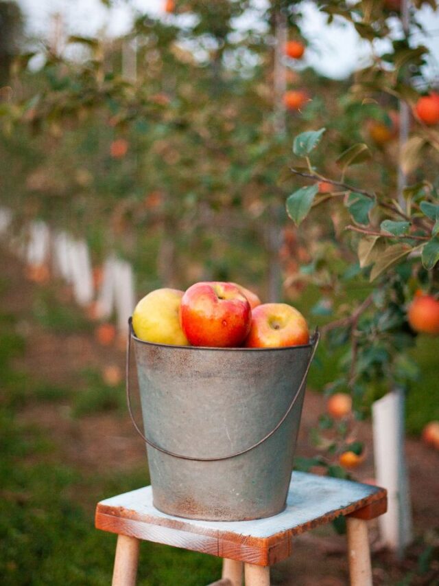 Apple Picking in Maine Southern Maine on the Cheap
