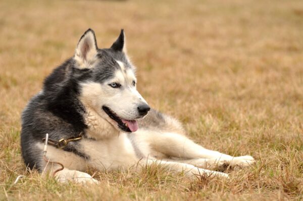 Alaskan Malamute dog lying in grass.