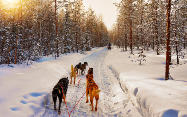 Husky family dog sled in winter Rovaniemi of Finland of Lapland. Dogsled ride in Norway. Animal Sledding on Finnish farm after Christmas. Fun on sleigh. Safari on sledge and Alaska landscape.