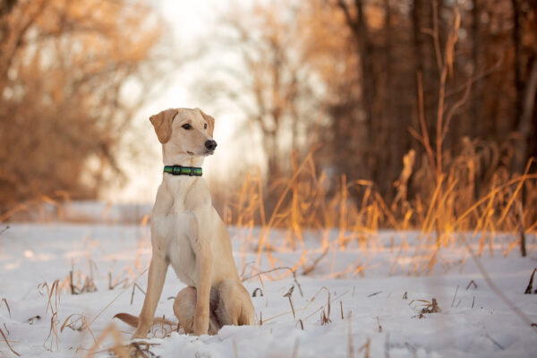 A mixed breed sitting in the snow.