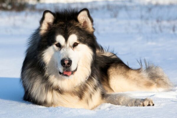 malamute alaska state dog