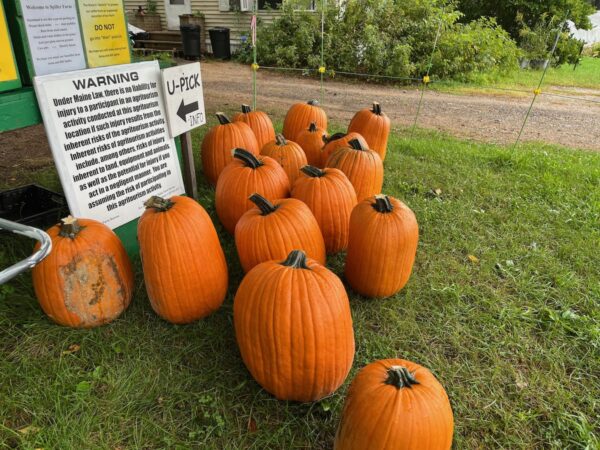 pumpkins at southern maine farm