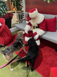 santa greeting dogs in photo booth