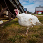 heritage turkey breed