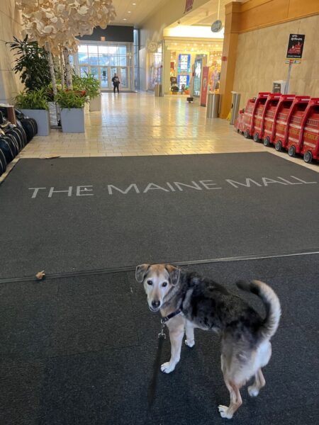 oscar entering the maine mall