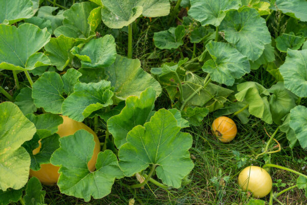 Pumpkins in the Garden. Autumn Background, Harvest, Farming. Fresh, Organic Vegetables.