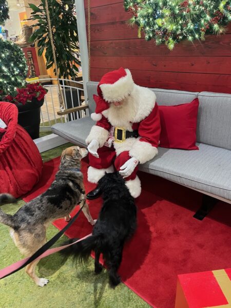 santa greeting dogs in photo booth