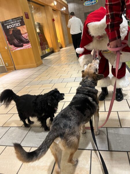 santa saying goodbye to dogs