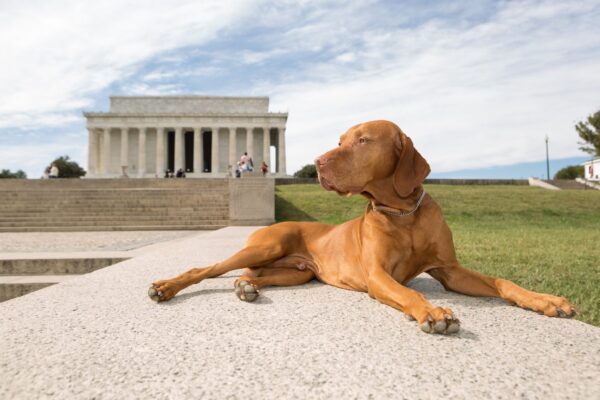 purebred pointer dog laying in front of Lincoln Memorial, Washington DC