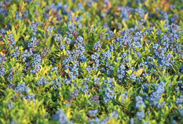 wild blueberry plants wbana source
