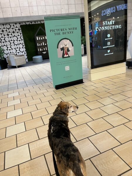 oscar near pictures with bunny poster at maine mall