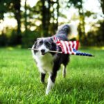 Happy Dog Playing outside and Carrying the American Flag - Edited