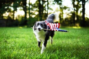 Happy Dog Playing outside and Carrying the American Flag - Edited