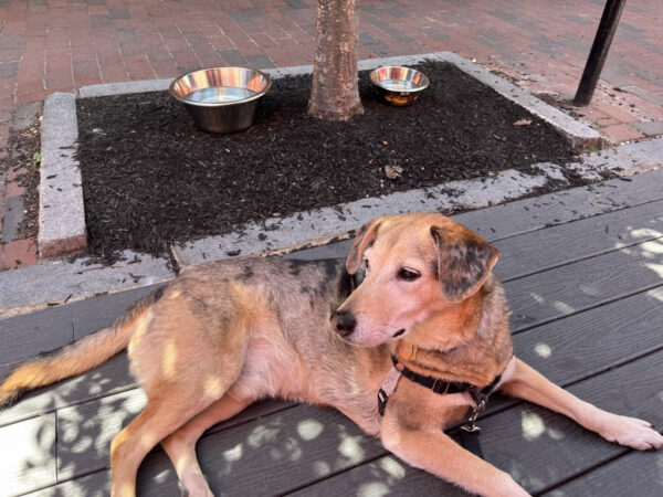 A picture of Oscar the dog outside of high Roller Lobster.