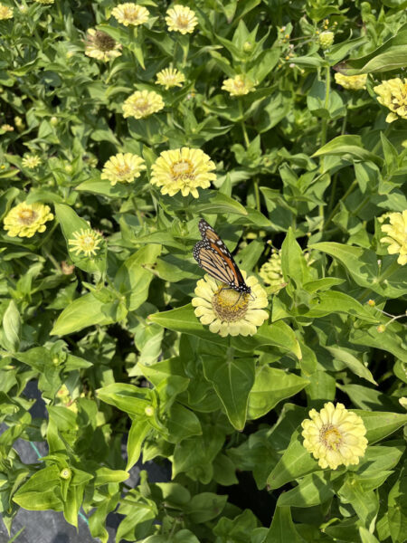 A butterfly at Frinklepod Farm