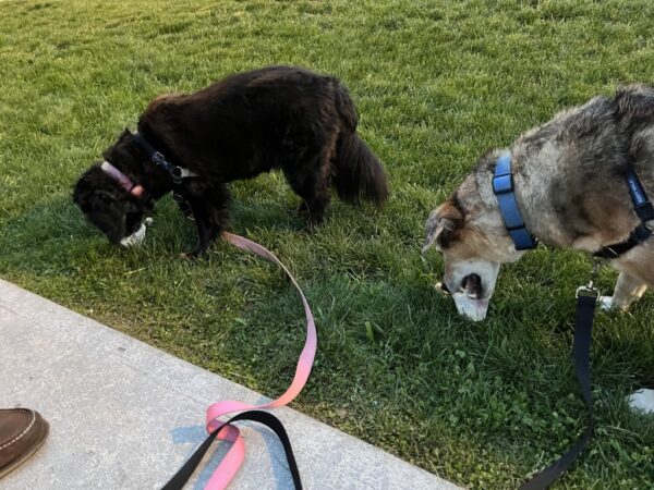 Dogs eating ice cream