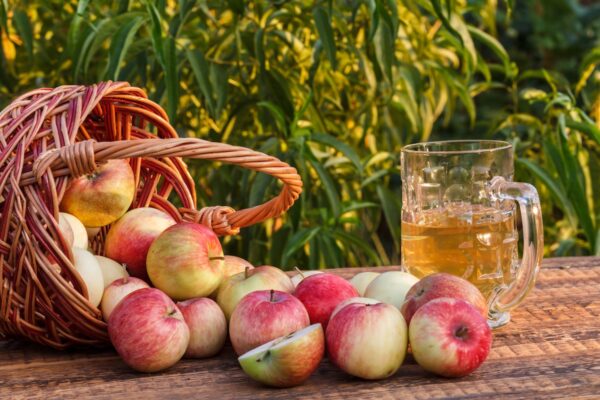 Just picked apples in a wicker basket and apple cider in glass goblet on wooden boards with green natural background. Just harvested fruits. Organic food and drinks