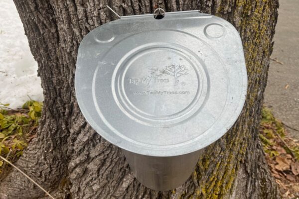 Metal bucket on a maple tree that says tap my tree.