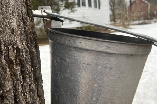 A drop of sap coming out a spigot into a bucket on a maple tree.